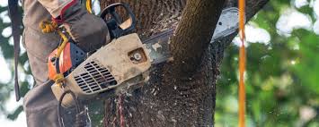 Best Storm Damage Tree Cleanup  in Hubbard, OH