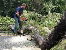 Best Stump Grinding and Removal  in Hubbard, OH