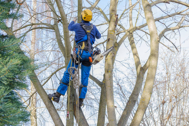 Best Tree Cabling and Bracing  in Hubbard, OH