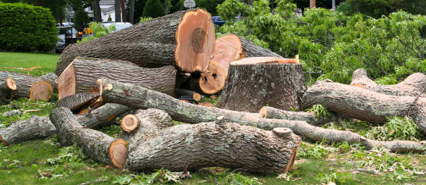 Reliable Hubbard, OH Tree Services Solutions