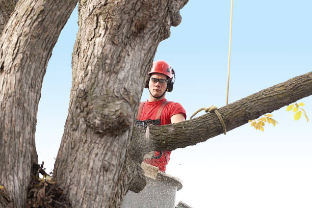 Best Tree Disease Treatment  in Hubbard, OH